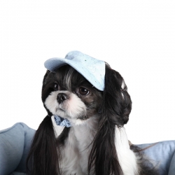 Casquette pour chien Back to School