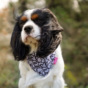 Bandana pour chien Carlotta