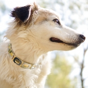 Collier pour chien or en cuir