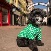 Imperméable pour chien Petit Lutin vert