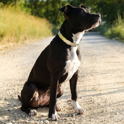 Collier pour chien or en cuir