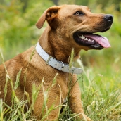 Collier pour gros chien White Star