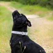 Collier pour gros chien White Star