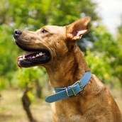 Collier pour gros chien bleu ciel