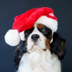 Bonnet de Père Noël pour chien