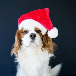 Bonnet de Père Noël pour chien