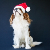 Bonnet de Père Noël pour chien