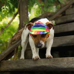 Casquette pour chien Jamaïque