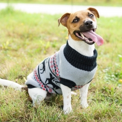 Pull pour chien Jingle Bells