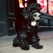 Ciré pour chien noir