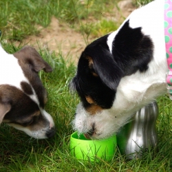 Gourde de voyage pour chien