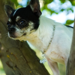 Collier pour chien Castafiore