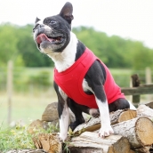 T-shirt pour chien rouge