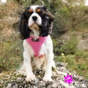 Harnais pour chien rose Puppia