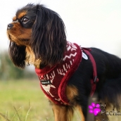 Harnais pour chien Edelweiss Puppia