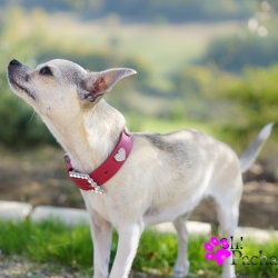 Collier pour chien rose avec strass