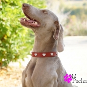 Collier pour chien rouge avec strass