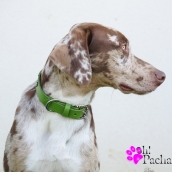 Collier pour chien vert avec strass