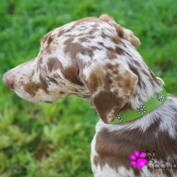 Collier pour chien vert avec strass