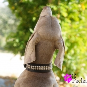 Collier pour gros chien Pasadena