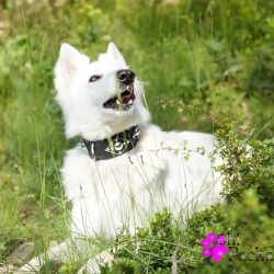 Collier pour gros chien Metallica 