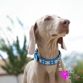 Collier pour chien en cuir bleu tête de mort