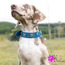 Collier pour chien en cuir bleu tête de mort