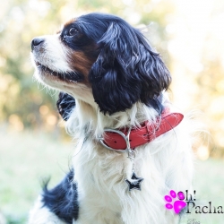 Collier pour chien rouge éclat