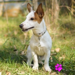 Collier pour chien Peace and Love