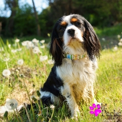 Collier pour chien arc-en-ciel