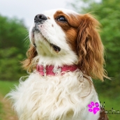 Collier pour chien rose en cuir