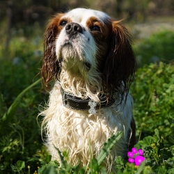 Collier noir pour chien en cuir