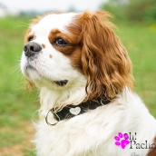 Collier en cuir pour chien le Rouge et le Noir