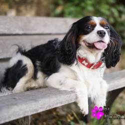 Collier bling bling rouge pour chien