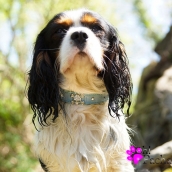 Collier en cuir pour chien tête de mort diams