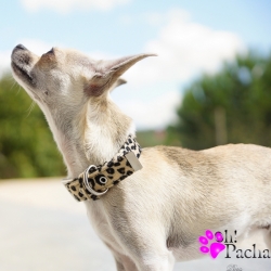 Collier pour chien Piccadilly