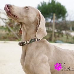 Collier pour chien Sherwood 