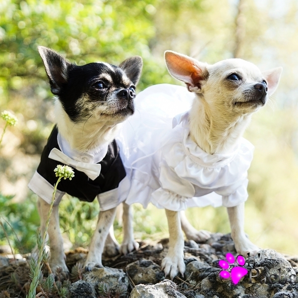 Collier avec un costume de mariage pour chien - ABC chiens