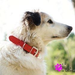 Collier pour chien Darling