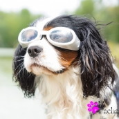 Lunettes pour chien silver