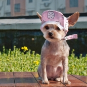 Casquette pour chien Ananas