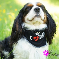 Bandana pour chien I love my Daddy