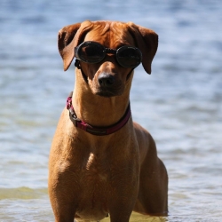 Lunettes pour chien