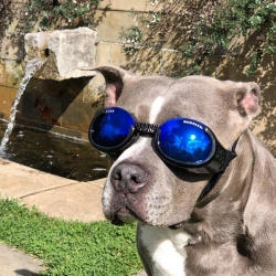 Lunettes pour chien