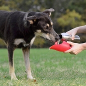 Gourde de voyage pour chien XXL