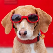 Lunettes pour chien rouge