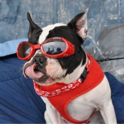 Lunettes pour chien rouge