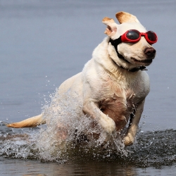 Lunettes pour chien rouge