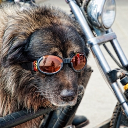 Lunettes pour chien flammes