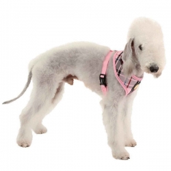 Harnais pour chien Kensington Puppia Rose